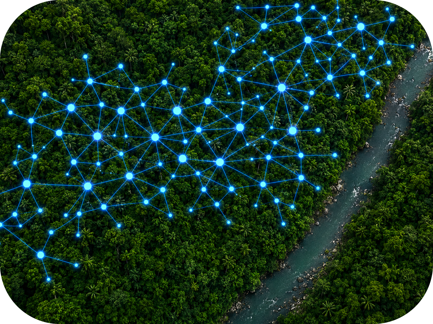 network in forest